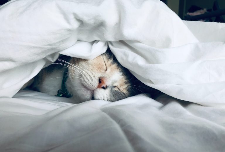 white cat sleeps under weighted blanket