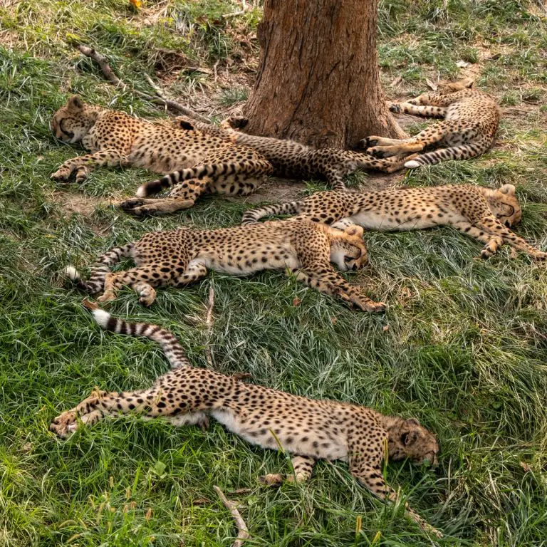 six leopard cubs sleeping better beside tree