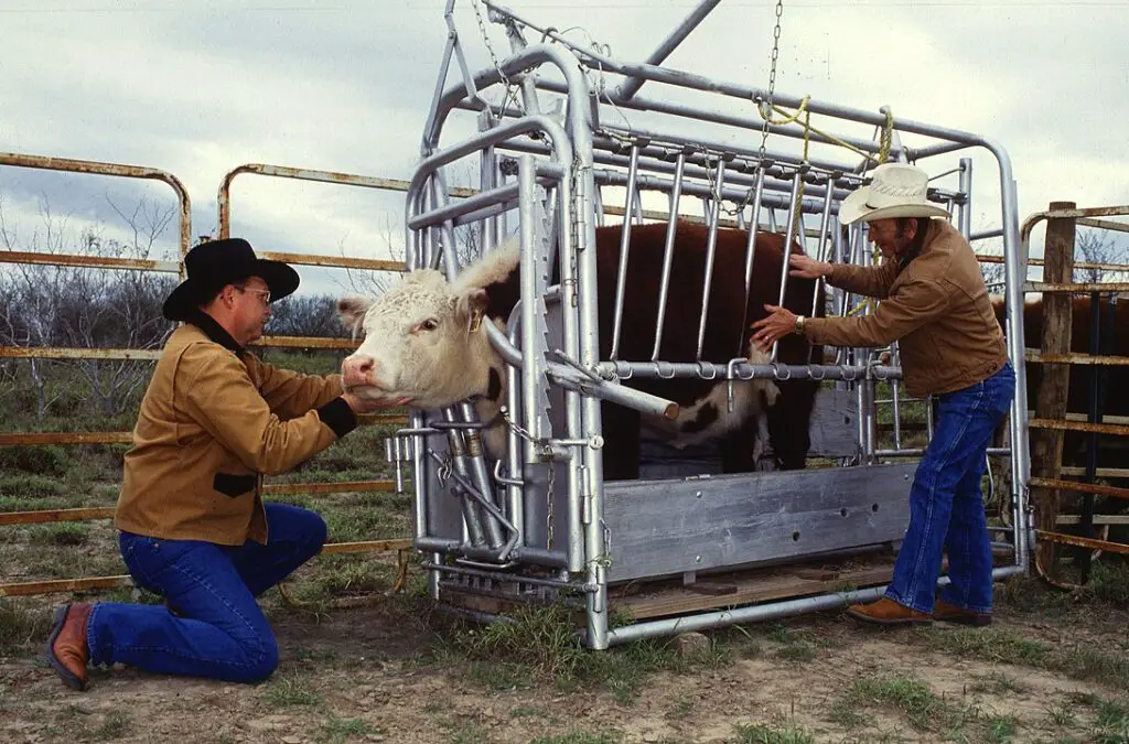 1092px Cattle inspected for ticks