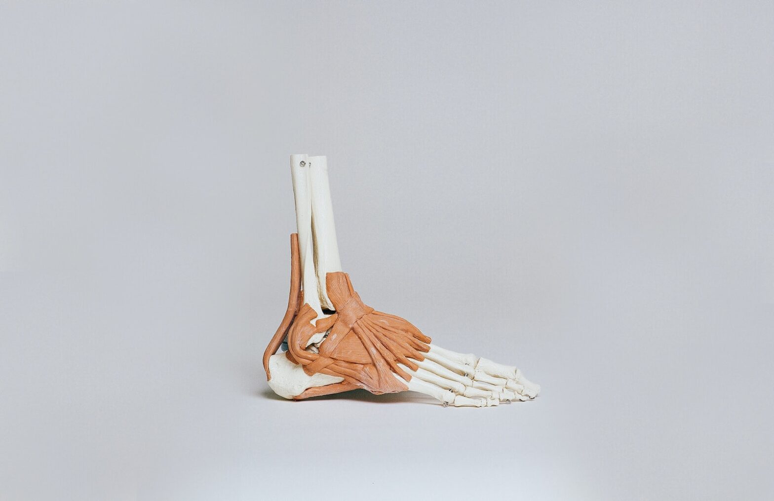 brown and white skeleton foot ankle