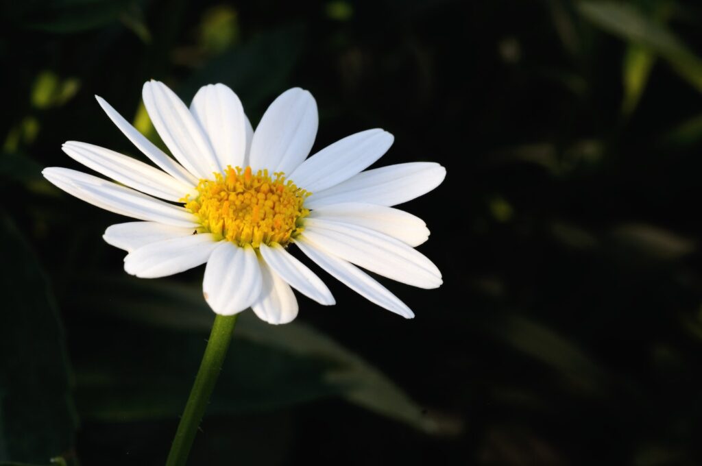 shallow focus photo of white flower chamomille