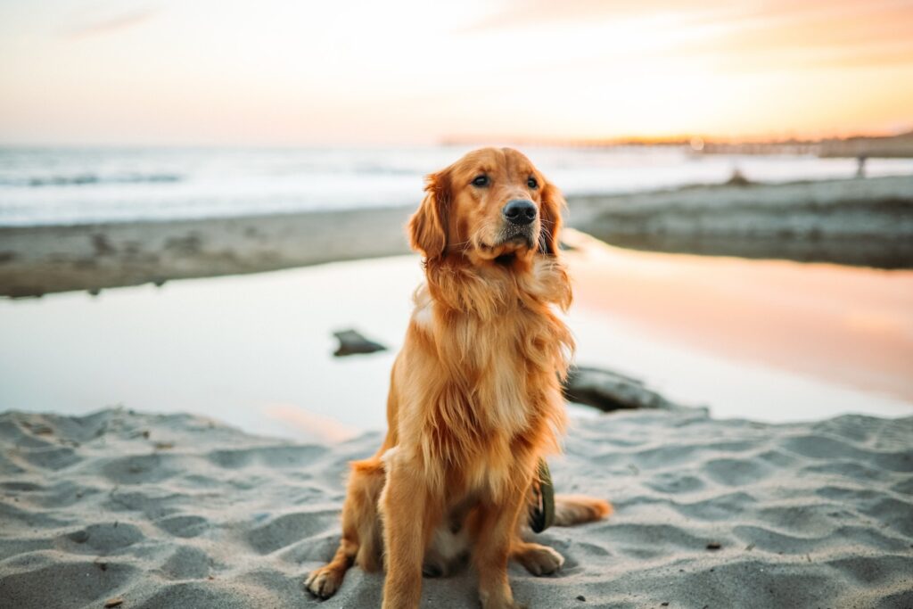 do dogs get jet lag? adult dog sitting on white sand near seashore