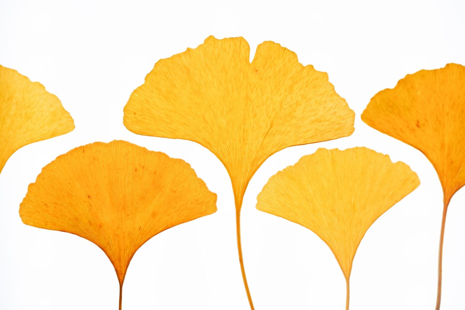 a group of yellow ginkgo biloba leaves on a white background. ADHD natural supplements for adults.